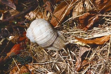Weinbergschnecke